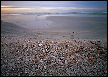 Beach covered with sea shells, sand dollar, shore bird, sunrise, Sanibel Island. Florida, USA (color)