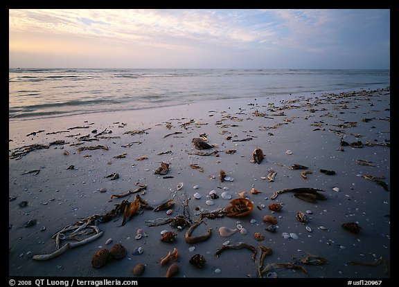 Shells and seaweeds freshly deposited on beach, Sanibel Island. Florida, USA (color)