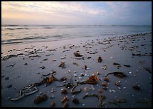 Shells and seaweeds freshly deposited on beach, Sanibel Island. Florida, USA