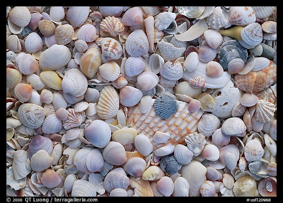 Picture Photo Close Up Of Shells With Pastel Colors