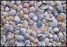 Close-up of shells with pastel colors, Sanibel Island. Florida, USA