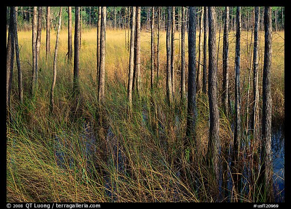 Grasses and trees at edge of swamp, Corkscrew Swamp. USA (color)