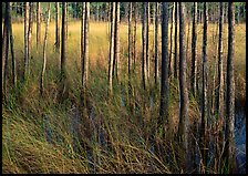 Grasses and trees at edge of swamp, Corkscrew Swamp. Corkscrew Swamp, Florida, USA