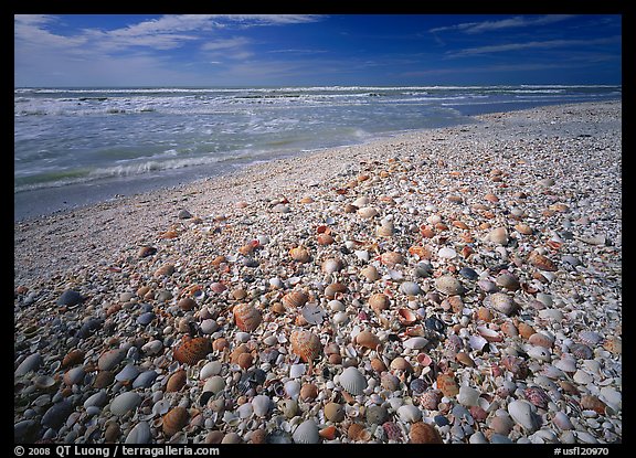 Beach covered with sea shells, sunrise. USA (color)