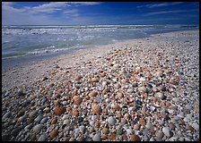 Beach covered with sea shells, sunrise, Sanibel Island. Florida, USA (color)