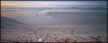 Beach seascape with seashells, dawn, Sanibel Island. Florida, USA