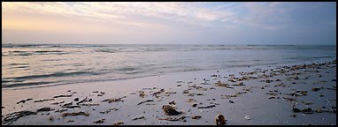 Beach seascape with washed seaweed, Sanibel Island. Florida, USA (Panoramic color)