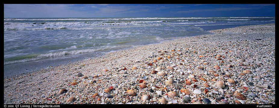 Shell-covered beach, Sanibel Island. Florida, USA (color)