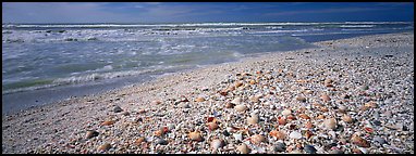 Shell-covered beach, Sanibel Island. Florida, USA