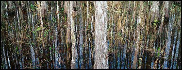 Swamp scenery with cypress. Corkscrew Swamp, Florida, USA