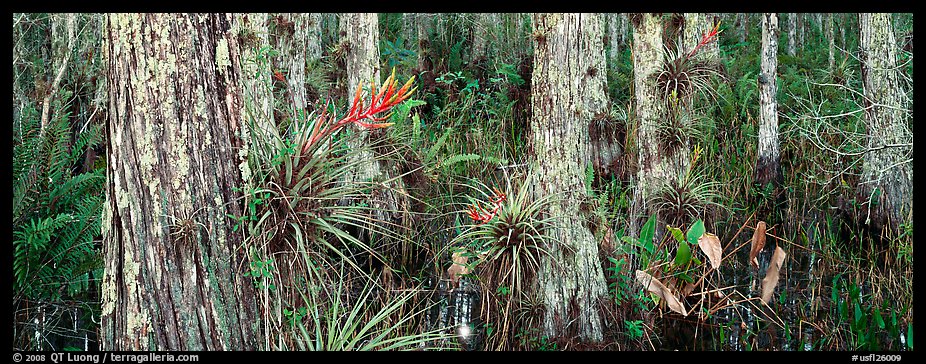 Swamp landscape with flowers. Corkscrew Swamp, Florida, USA