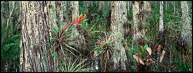 Swamp landscape with flowers. Corkscrew Swamp, Florida, USA (Panoramic color)