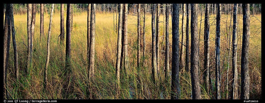 Landscape with trees and grasses. Corkscrew Swamp, Florida, USA (color)