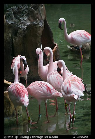 Pink flamingos, Animal Kingdom Theme Park, Walt Disney World. Orlando, Florida, USA
