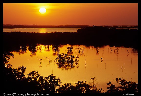 Sun setting over mangrove coast. The Keys, Florida, USA (color)