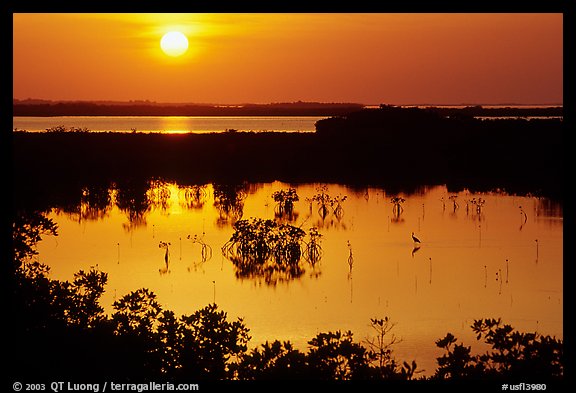 Sun setting over mangrove coast. The Keys, Florida, USA