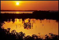 Sun setting over mangrove coast. The Keys, Florida, USA (color)