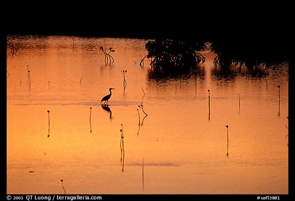 Bird at sunset among mangroves, Cudjoe Key. The Keys, Florida, USA (color)