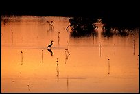 Bird at sunset among mangroves, Cudjoe Key. The Keys, Florida, USA