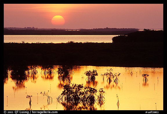 Sunset on mangroves. The Keys, Florida, USA