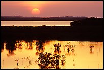 Sunset on mangroves. The Keys, Florida, USA (color)