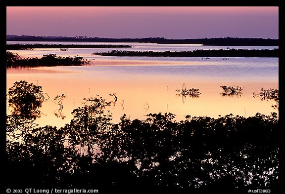 Mangroves after sunset. The Keys, Florida, USA (color)