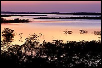 Mangroves after sunset. The Keys, Florida, USA (color)