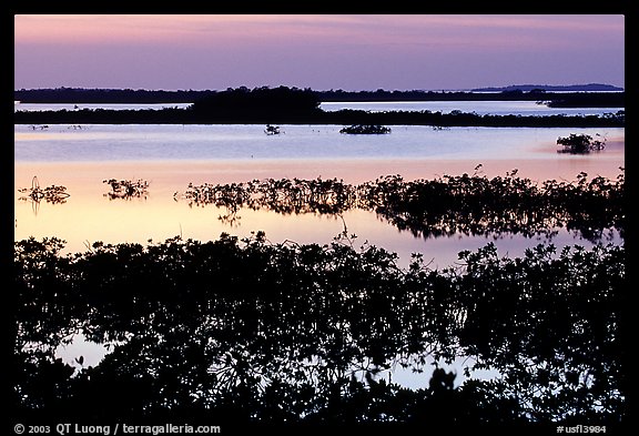 Mangroves at dusk, Cudjoe Key. The Keys, Florida, USA