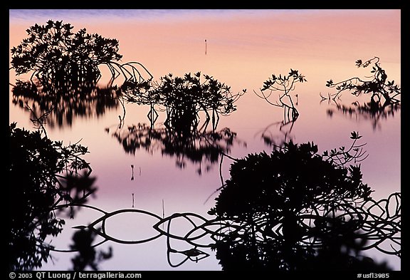 Detail of mangrove shapes, Cudjoe Key. The Keys, Florida, USA (color)