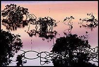 Detail of mangrove shapes, Cudjoe Key. The Keys, Florida, USA