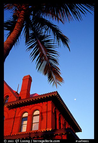 Red house and palm tree. Key West, Florida, USA