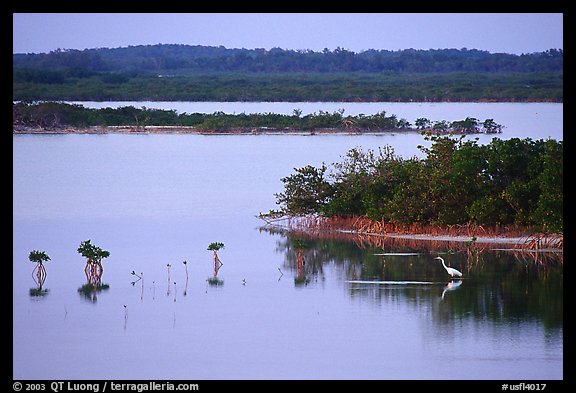 Wading bird at sunset. The Keys, Florida, USA (color)