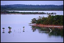 Wading bird at sunset. The Keys, Florida, USA (color)