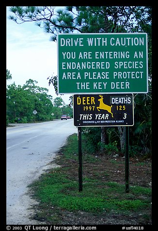 Sign warning about the endangered Key deer, Big Pine Key. The Keys, Florida, USA (color)
