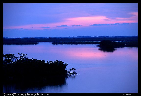 Mangroves shore on cloudy dawn. The Keys, Florida, USA (color)