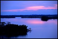 Mangroves shore on cloudy dawn. The Keys, Florida, USA