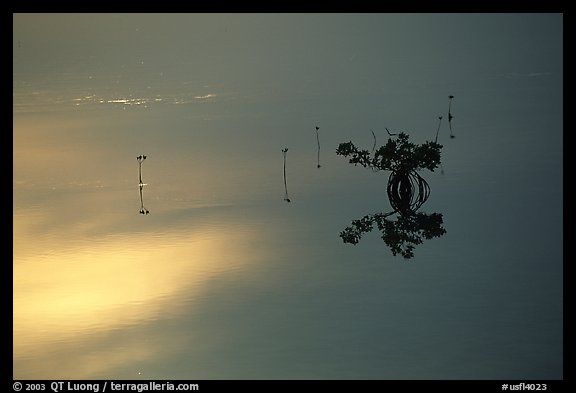 Lone mangrove. The Keys, Florida, USA (color)