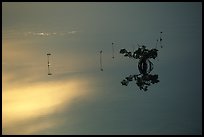 Lone mangrove. The Keys, Florida, USA (color)