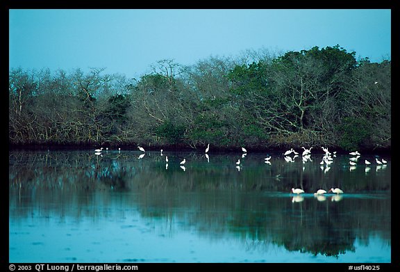 Pond with wading birds, Ding Darling NWR, Sanibel Island. Florida, USA