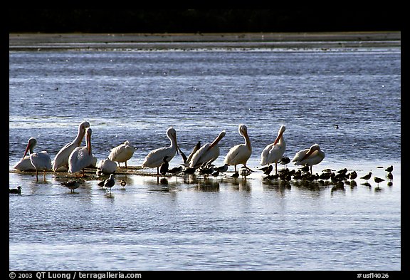 Pelicans and smaller birds, Ding Darling National Wildlife Refuge, Sanibel Island. Florida, USA (color)