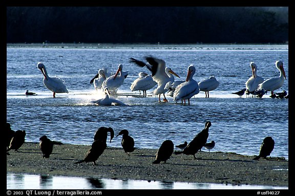 Pelicans splashing, smaller birds standing,  Ding Darling NWR, Sanibel Island. Florida, USA (color)