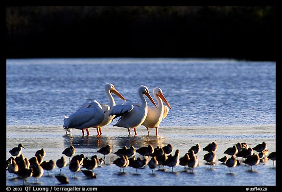 Pelicans dwarf other wading birds, Ding Darling NWR. Florida, USA