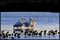 Pelicans dwarf other wading birds, Ding Darling NWR. Florida, USA (color)