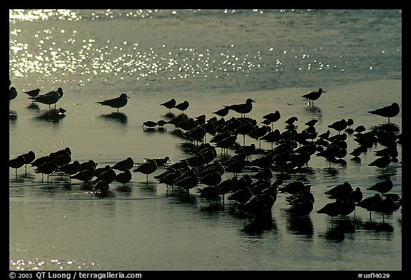 Flock of migrating birds, Ding Darling National Wildlife Refuge, Sanibel Island. Florida, USA (color)