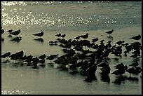 Flock of migrating birds, Ding Darling National Wildlife Refuge, Sanibel Island. Florida, USA