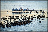 Large gathering of birds, Ding Darling National Wildlife Refuge, Sanibel Island. Florida, USA