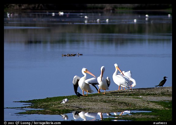 Wading birds in large pond, Ding Darling National Wildlife Refuge, Sanibel Island. Florida, USA (color)