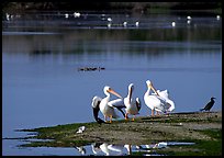 Wading birds in large pond, Ding Darling National Wildlife Refuge, Sanibel Island. Florida, USA