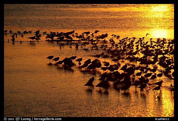 Large flock of birds at sunset, Ding Darling NWR. Florida, USA