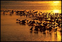 Large flock of birds at sunset, Ding Darling NWR. Florida, USA (color)